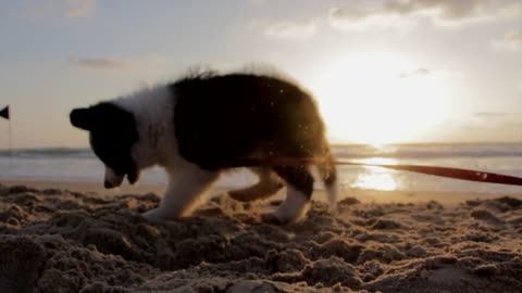 My qute puppy in the beach 😆