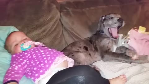 Cute Dogs and Babies are Best Friends very funny video