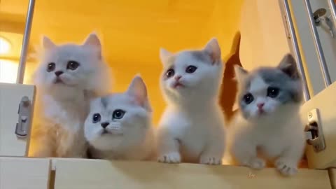 Cute - Cats Funny