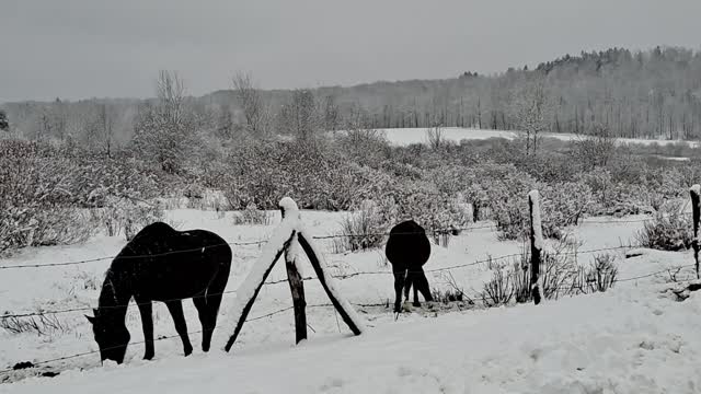 Horses eating