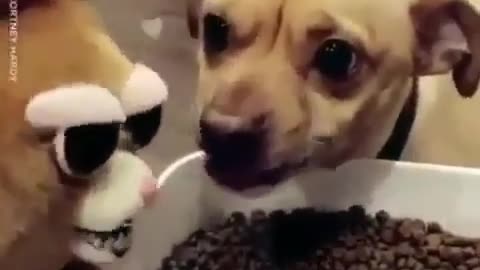 Dog Funny video