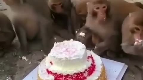 Monkeys eating cakeee