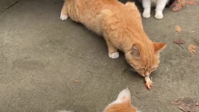 A group of wild cats surrounded me for food