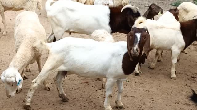sheep