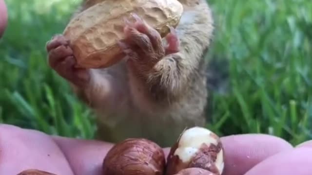 Witness how the squirrel eats quickly.