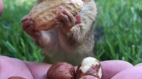 Witness how the squirrel eats quickly.