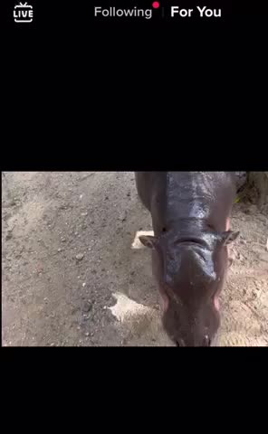 Baby hippo so cute!