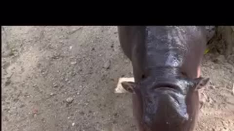 Baby hippo so cute!