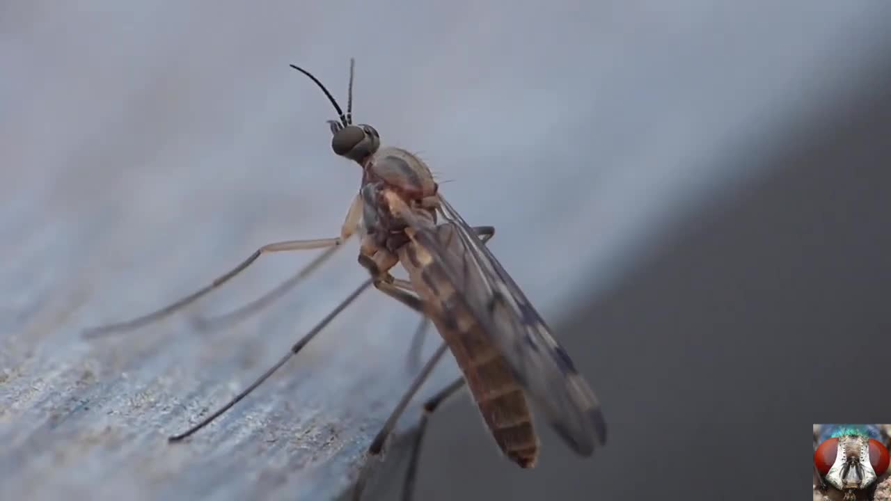 Capture The Moment Of Pooping Small Insects - Funny Animal Video