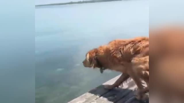 Miraculous Jumping Dog Break Guinness World Record 2022