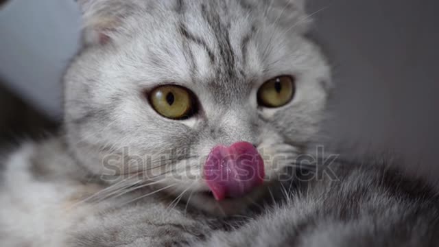 See what the cat is doing with its tongue