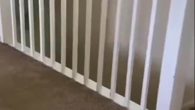 The Toilet smoking