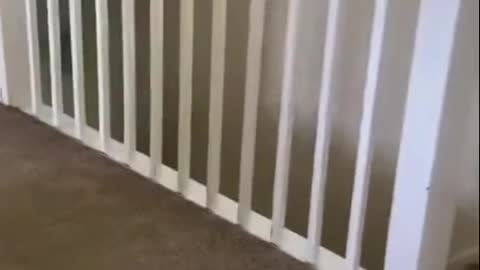 The Toilet smoking