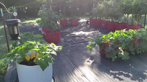 Garden Update June 9 2022