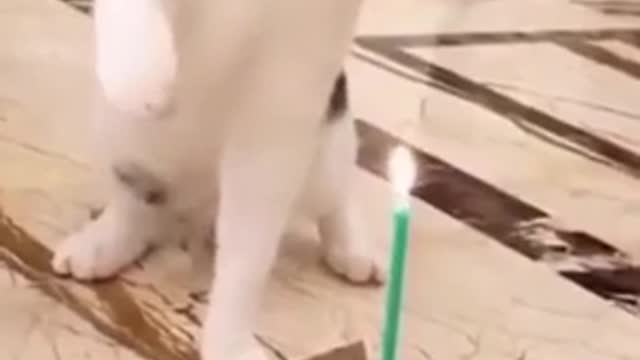 Funny Cat Videos 2021 | Funny animal Videos - Funny #Shorts