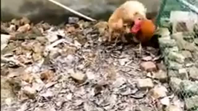 Funny videos Chicken and Dog fight