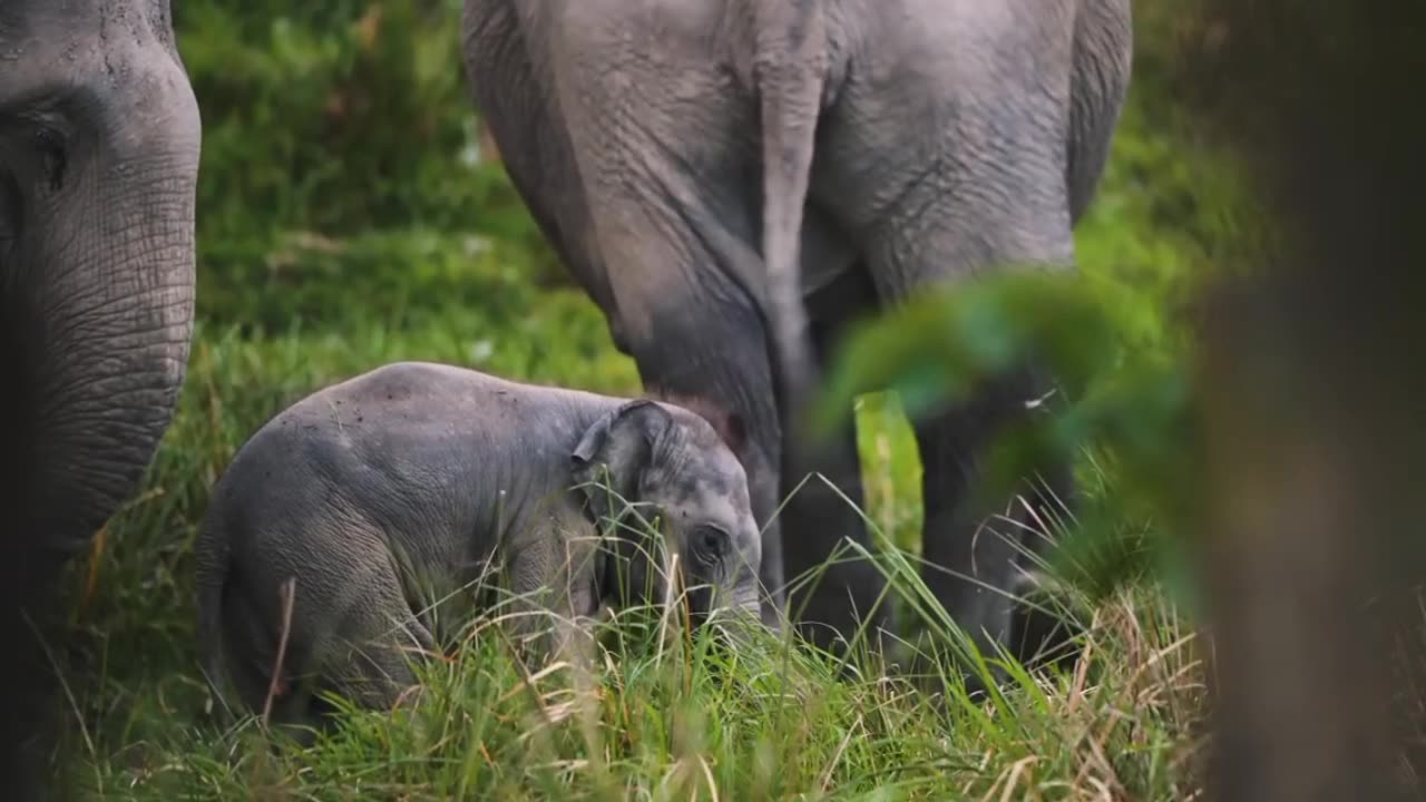 Wild life 🐘🦏🌵❤️😍 #shorts #animals #wildlife #nature