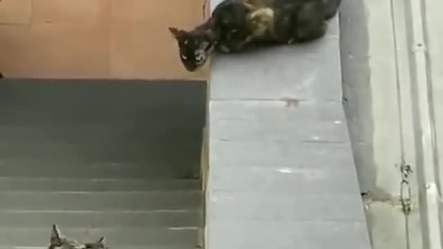 Cat's family, funny video