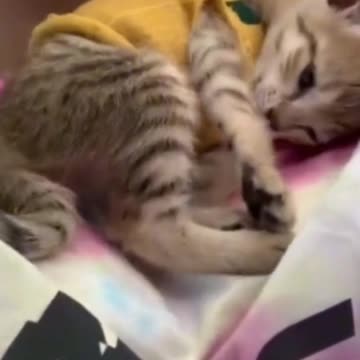 She is a little caress 😍