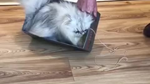 Cat in a Box