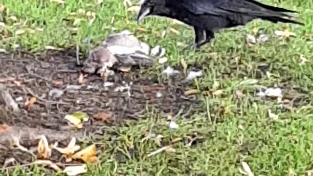 Crow eating