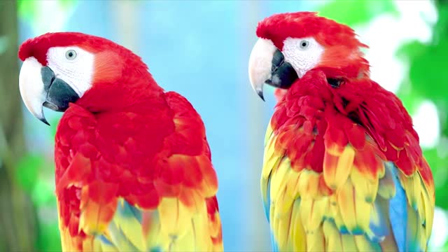 All Beautiful Parrot combination You Never Seen 2021