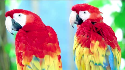 All Beautiful Parrot combination You Never Seen 2021