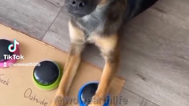 🐕 DOG IS ASKING FOR TREATS