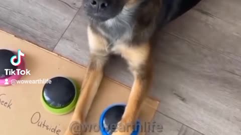 🐕 DOG IS ASKING FOR TREATS