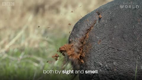 Do Hippos Swim? | Natural World: Hippos | BBC Earth