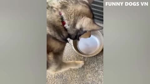 Funniest Animals Video 2022
