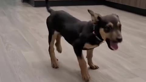 happy dog# funny video