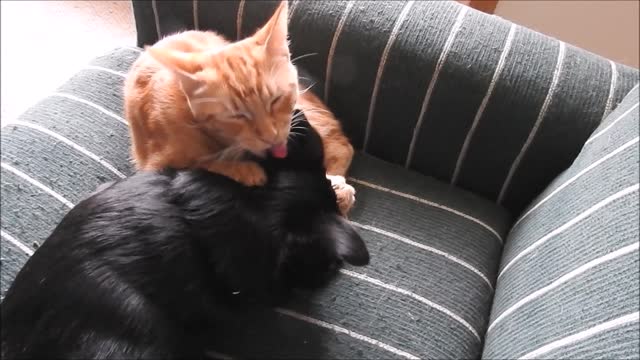 Kitty found a new chew toy