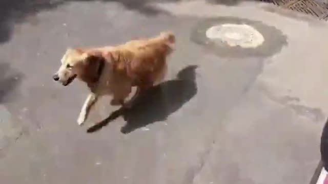 Golden Retriever • Dog Follows Ambulance • Dog Chases Ambulance To Hospital