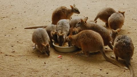 Animals mammal wildlife swetty animals videos