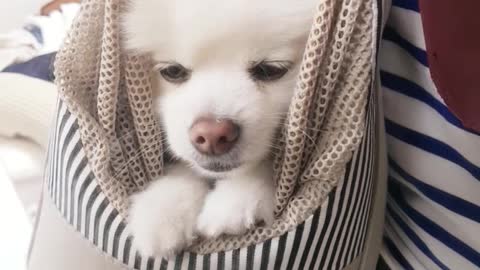 Puppy dozing in the bag