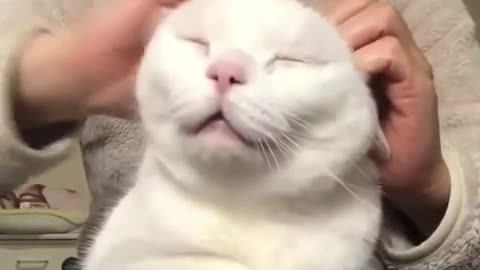 Cat feeling relaxed with head massage