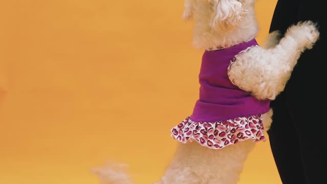 A cute puppy which is playing with a girl