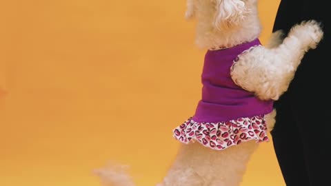 A cute puppy which is playing with a girl