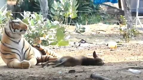 Funny prank dog fake tiger 🐅🤣🤣 comedy video/funny video