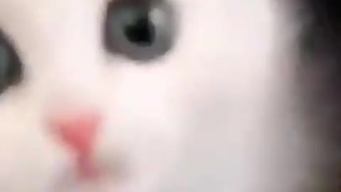 CUTE CAT
