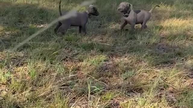 Feisty Little Female Pup Whipping Up On a Much Bigger Male Pup!