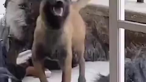 funny animal video 6