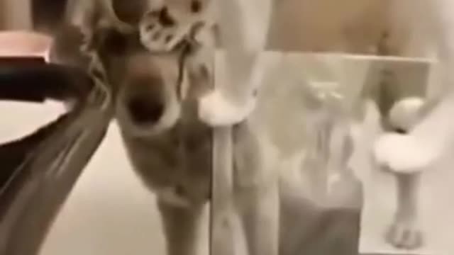 Funny Cat & Dog video 2021 😹Cat Helps A Dog➤➤Cat cheated the dog first➤➤➤It is interesting