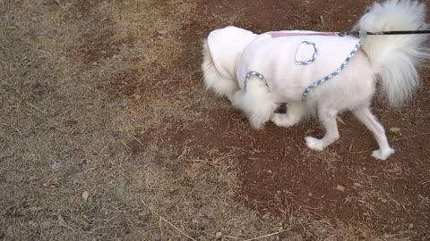 a dog stomping on the dirt