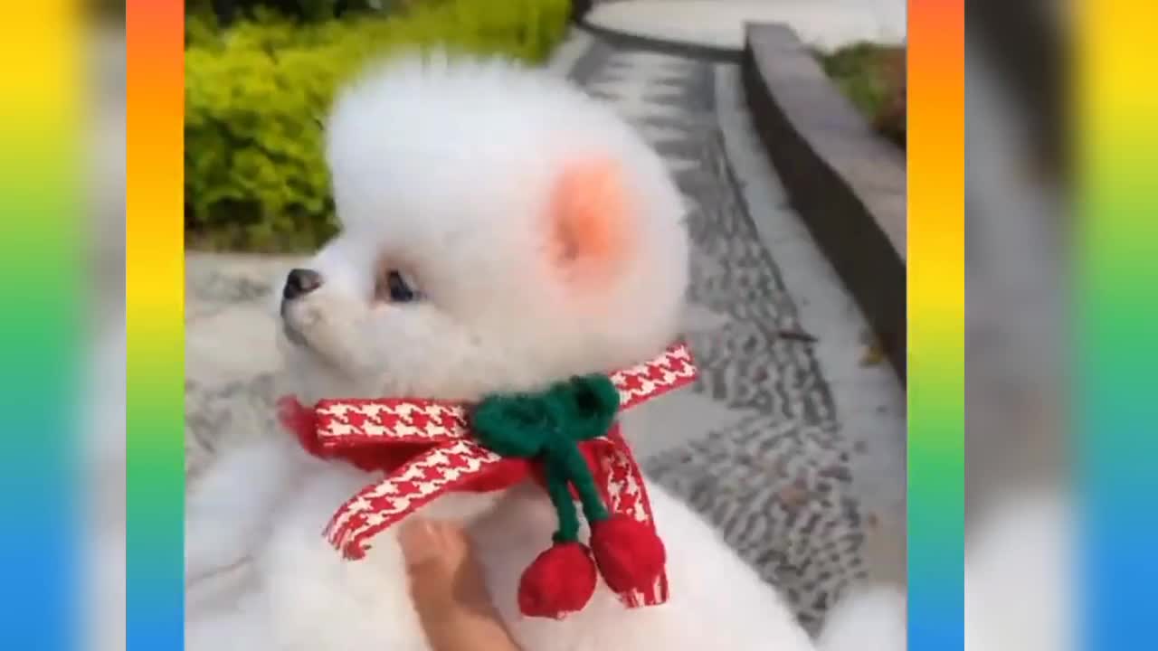 Cute and funny puppies video