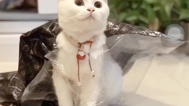 The growth of a cat