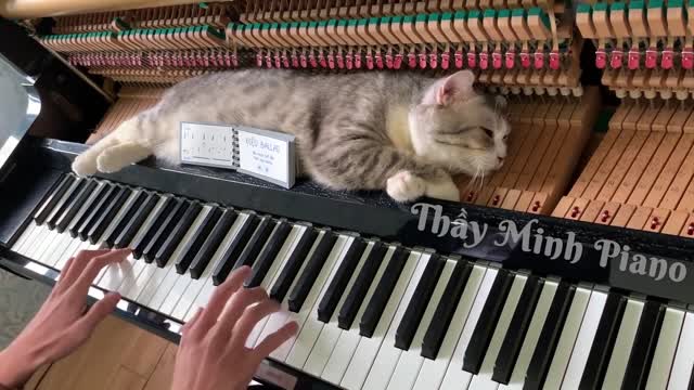 Piano woogie - boogie massage for lazy cat