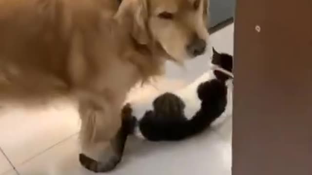 Dog and Cat Funny video