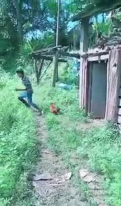 Chicken Comedy Video Amazing Funny Video 2022